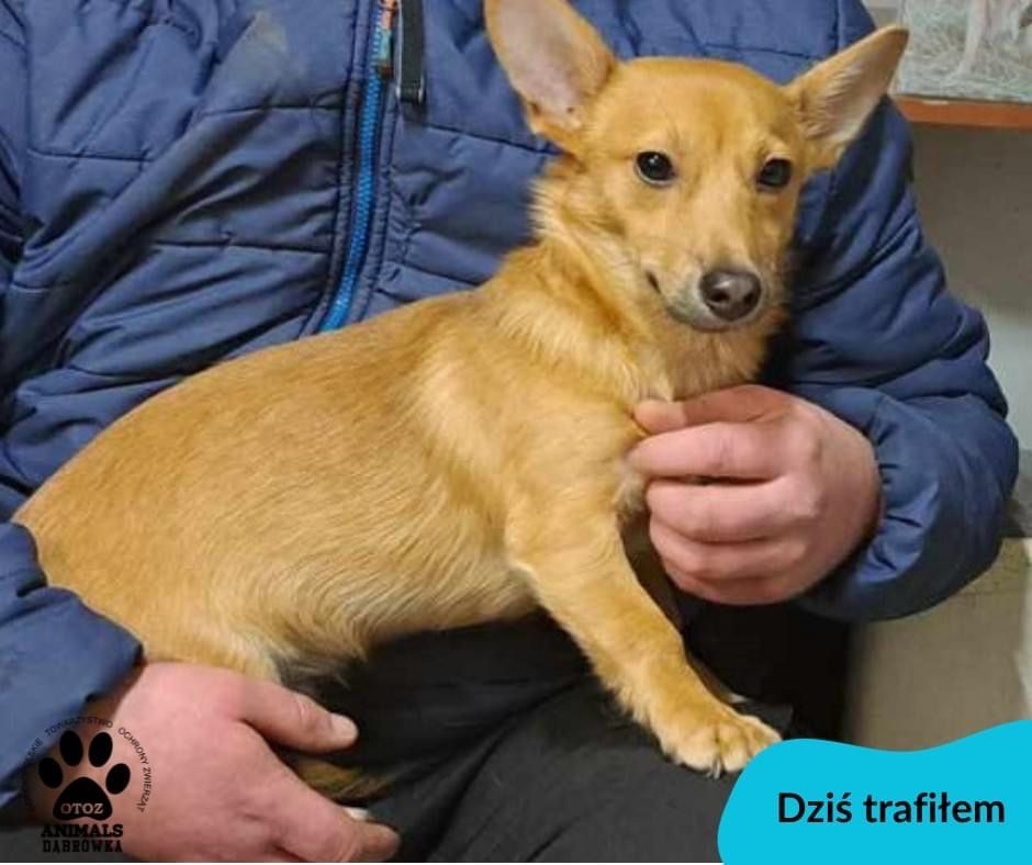 Pies rudy beżowy znaleziony w Wejherowo