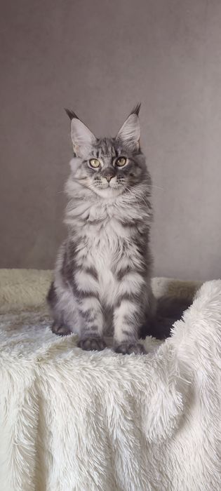 Крупна блакитна дівчинка мейн-кун