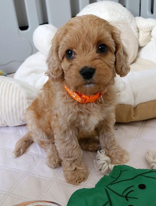 Chłopiec Cavapoo f1 ** HENIO **