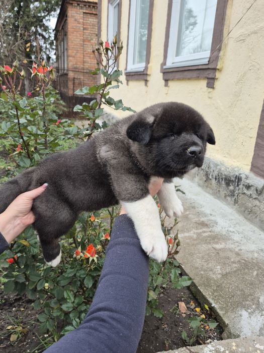 Цуценята американської акіти чистокровні