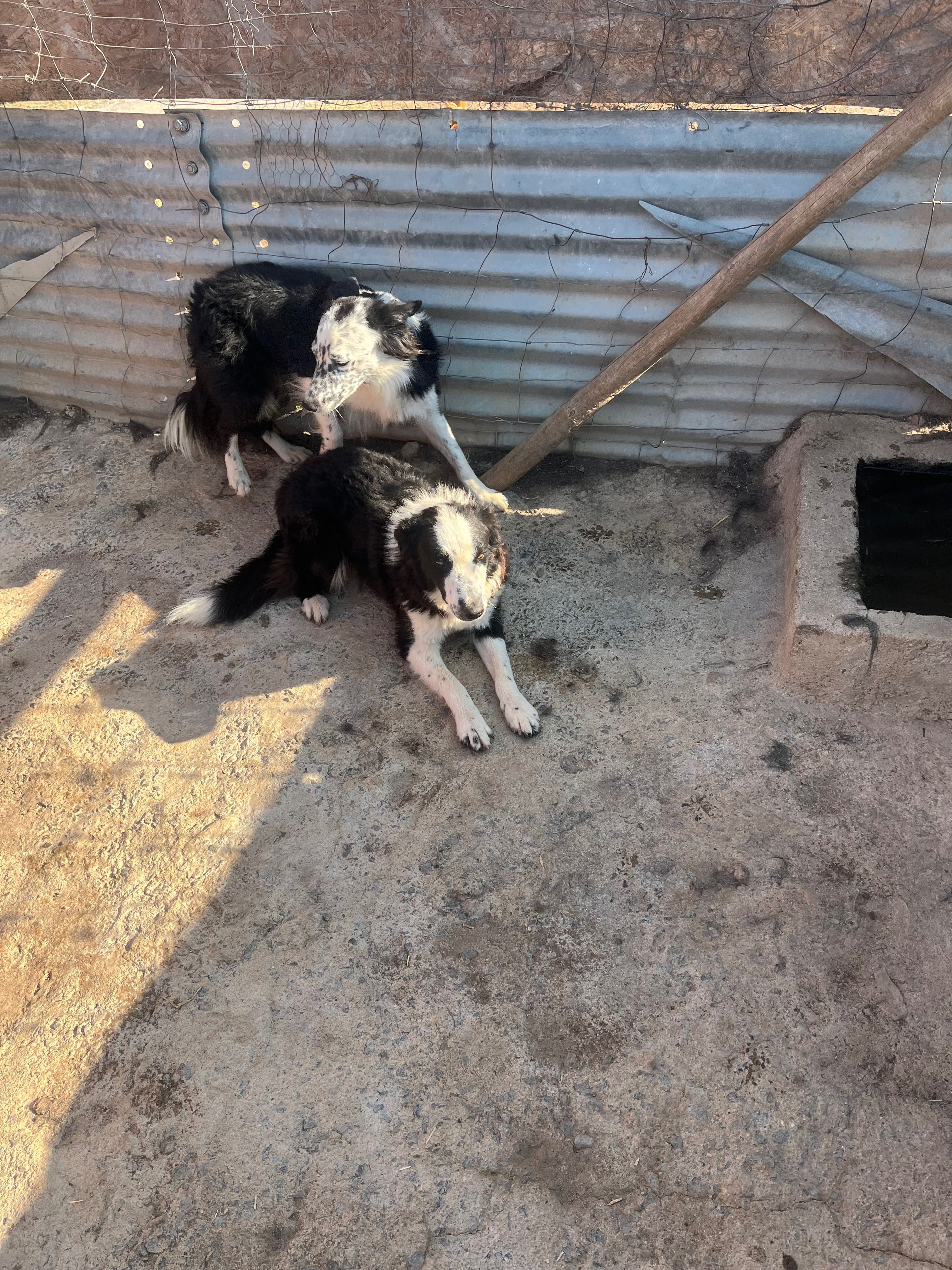 Ofereço casal de cães