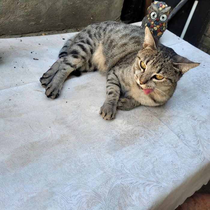 Віддам кішок в добрі руки