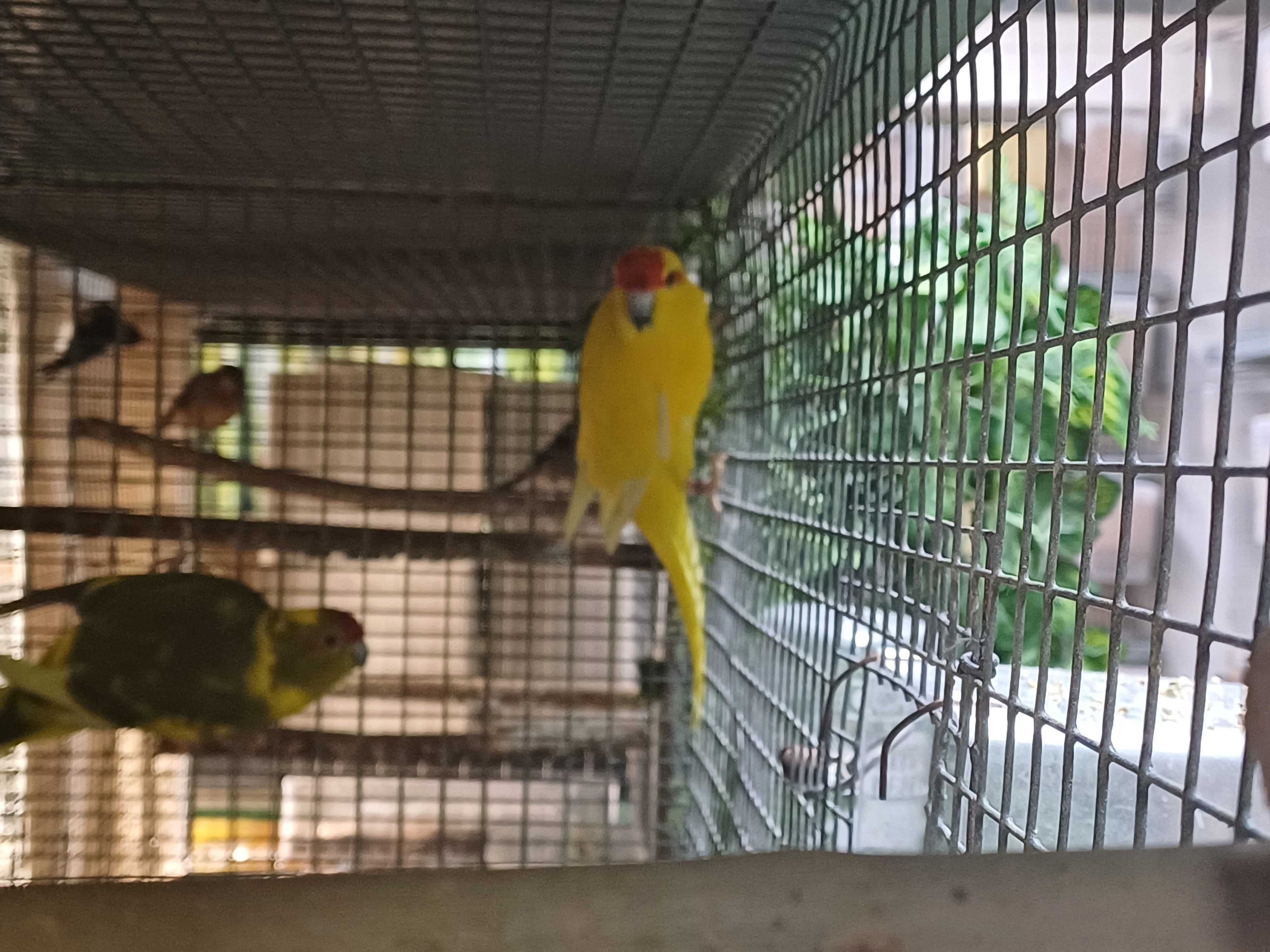 Kakarikis machos 23/24