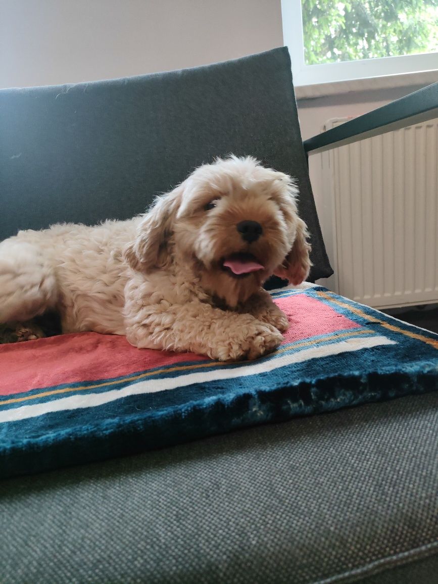Cavapoo suczka  wyjątkowy charakter