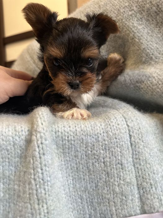 York yorki czarne mini