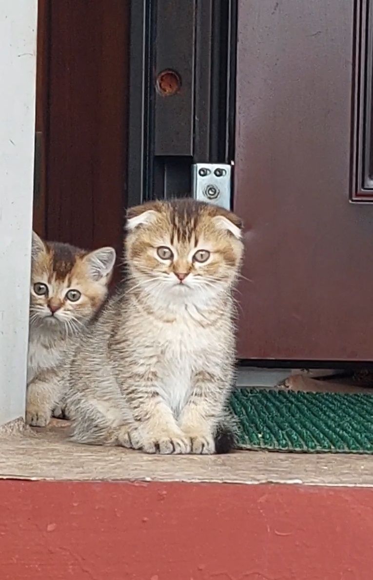 Шотландские вислоухие,  прямоухие котята