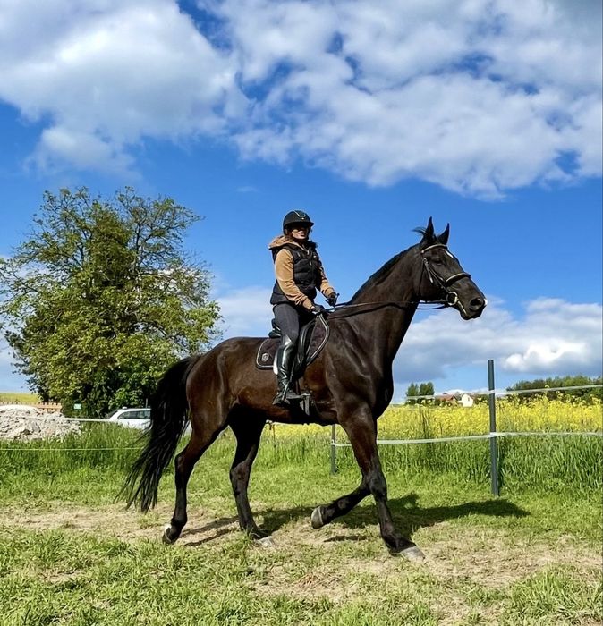 Koń wałach klasa N - piękny