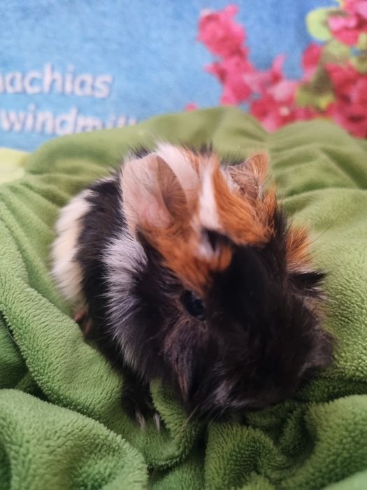 Świnki Morskie Samczyk