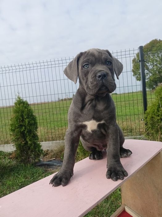 Cane Corso szczeniak suczka