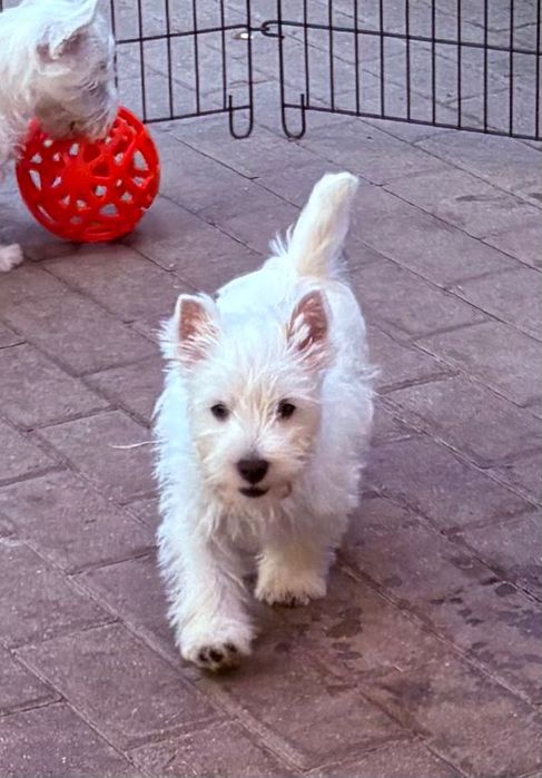 West Highland White Terrier - Taco Good Joke FCI fajny psiak :)