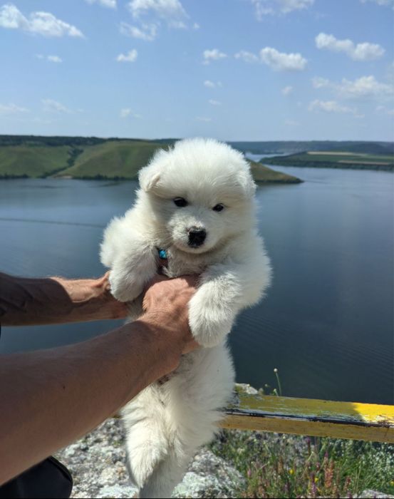 Самоїд   1 дівчинка  Терміново !договірна ціна