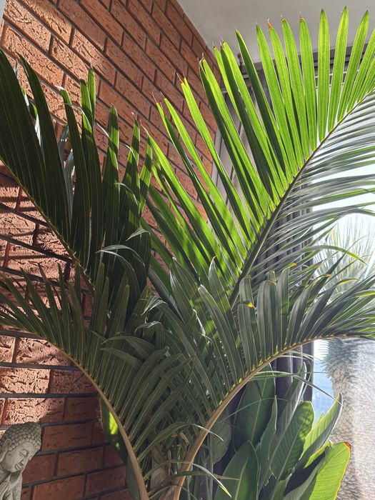 Palma Mascarena verschaffeltii.