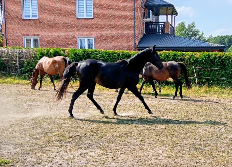 Kary ogier po ogierze Wareg