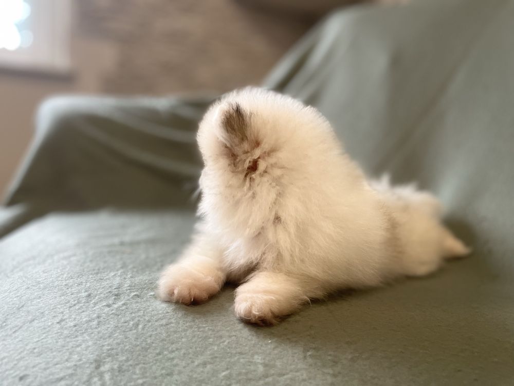 Pomeranianki suczka mini mini