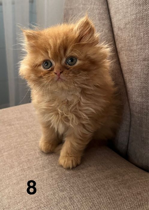 Rudo-biszkoptowa kotka perska