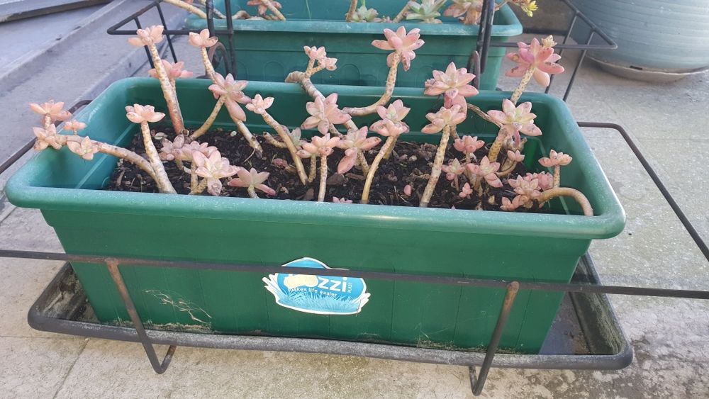 Vendo floreira com suculenta ofereço expositor e prato de fundo.
