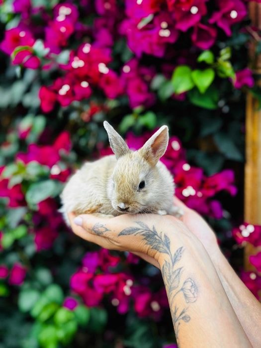 Coelhos mini toy teddy