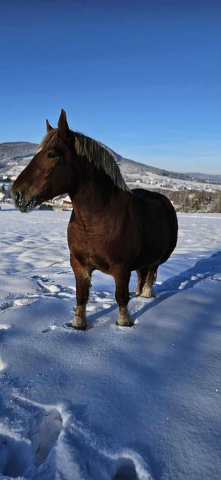 Kobyła źrebna zmieni dom