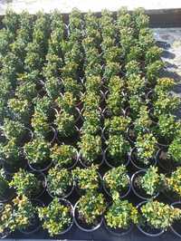 Buxus Sempervirens