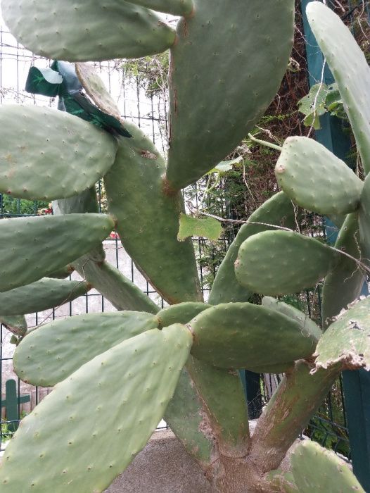 Cactos para Vaso