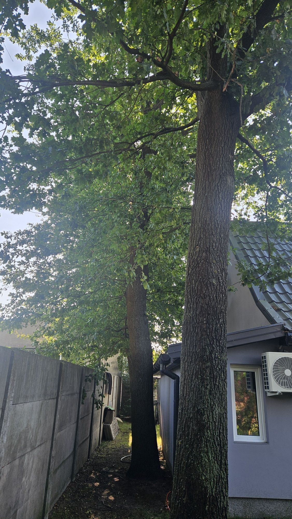 Sprzedam 3 dęby wycinka we własnym zakresie
