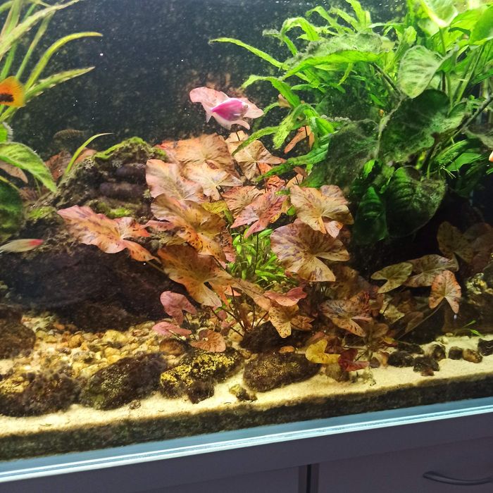 Lotos tygrysi sprzedam