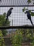 Casal ring neck violeta malhado