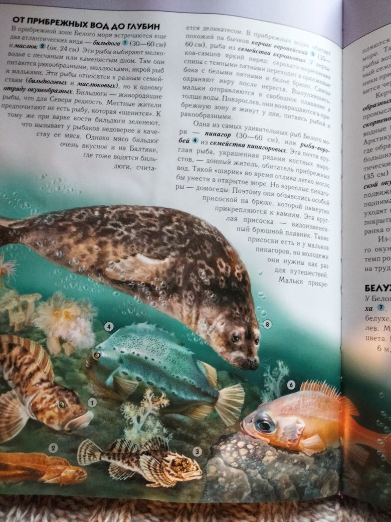 Книга "Подводный мир" Полная энциклопедия