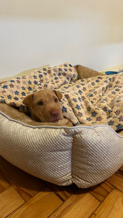 Cadela mestiça (American Terrier + Shar Pei) – 2-3 meses