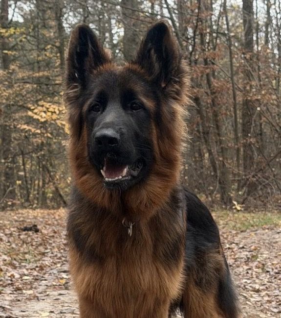 Owczarek Niemiecki Długowłosy