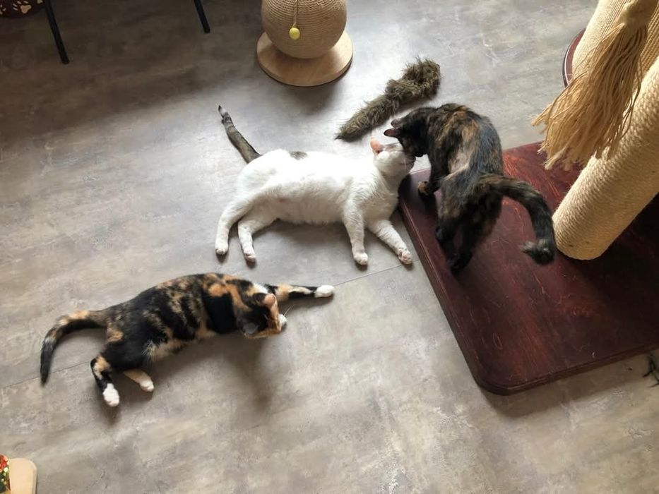 Branco - miziasty kotek szuka domu