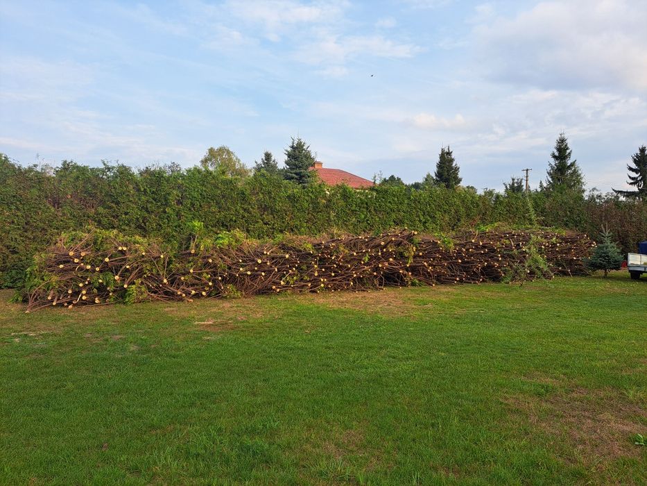 Gałęzie grube na opał