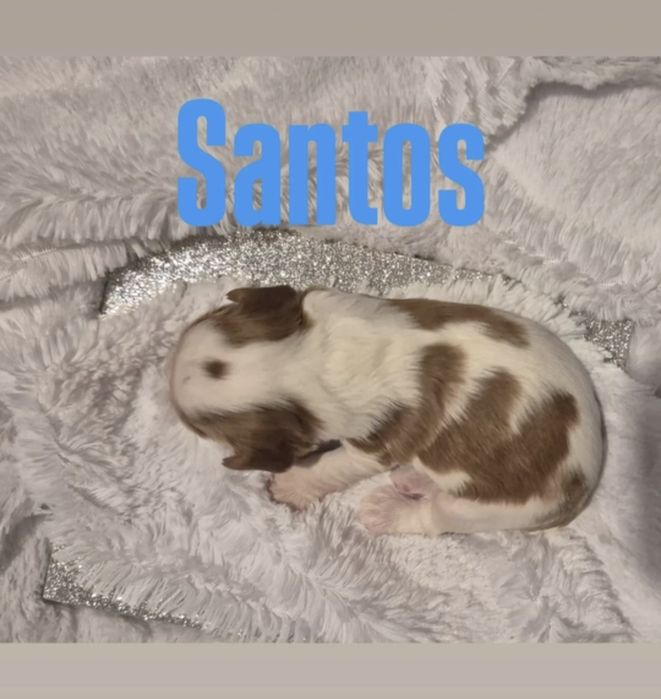 Cavalier King Charles spaniel DNA sunia