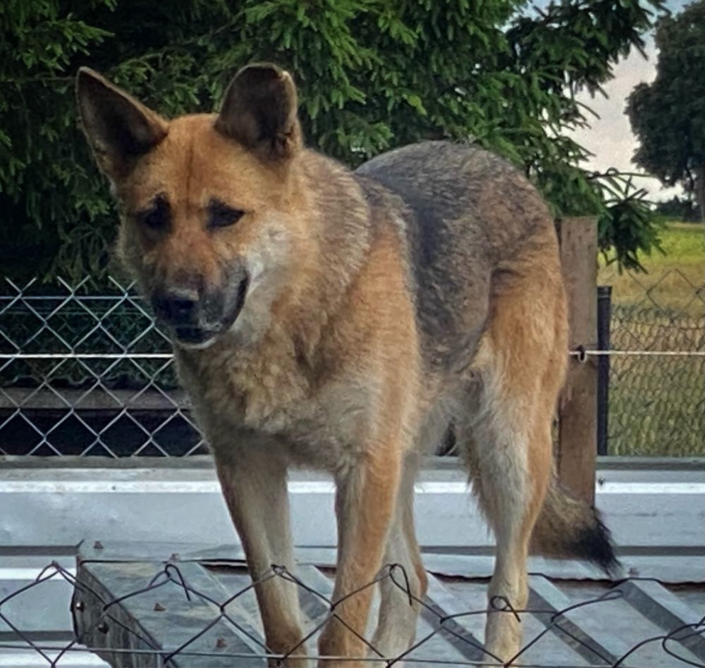 Sunia w typie owczarka niemieckiego - adopcja bezpłatna