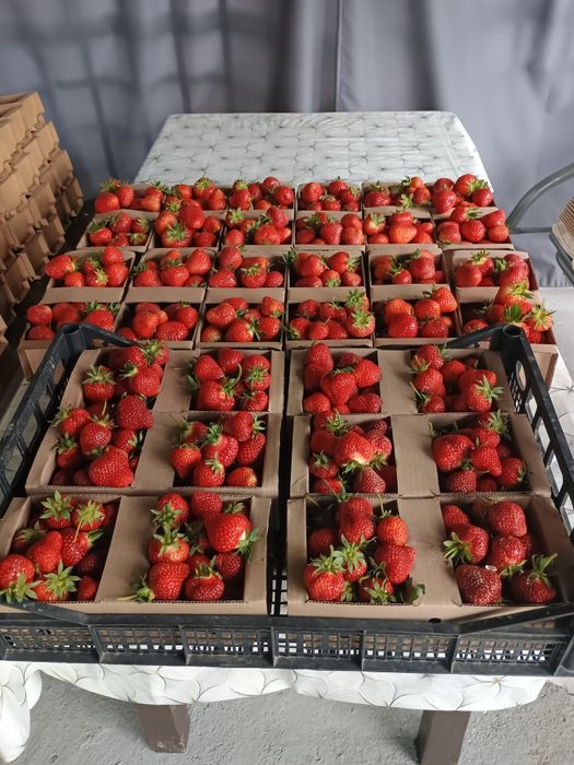 Sadzonki truskawek odmiany hanoye 0,40 gr sztuka