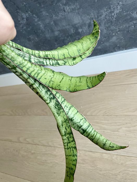 Sansevieria Cleopatra duża sansewieria
