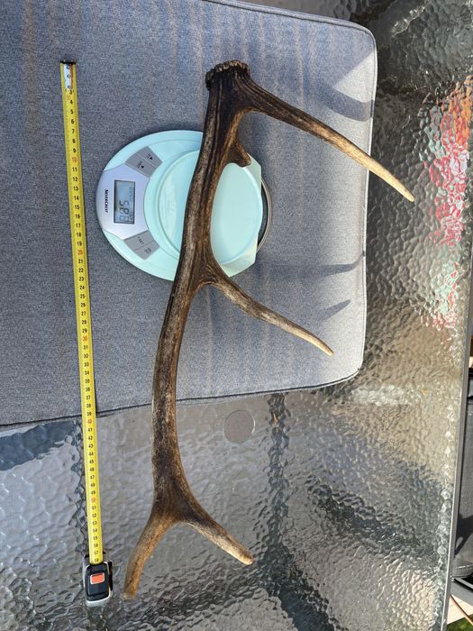 Poroże jelenia 53 cm