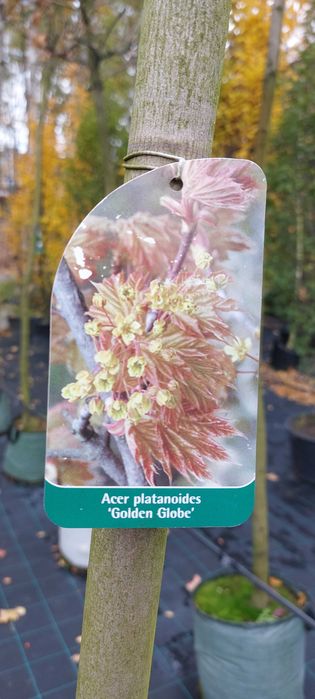 Acer platanoides 'Golden Globe' / klon pospolity 8-10