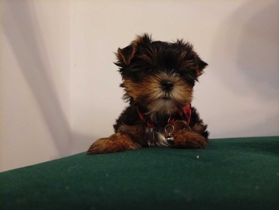 York śliczny piesek