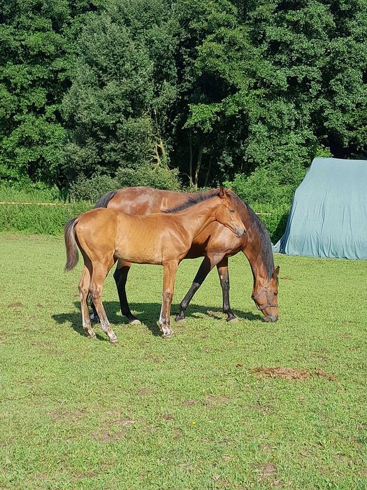 sprzedam źrebną klacz skokową