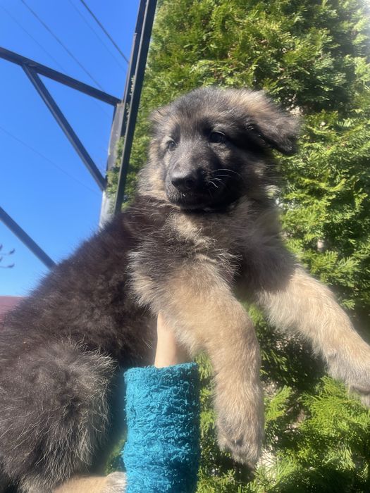 Немецкая овчарка