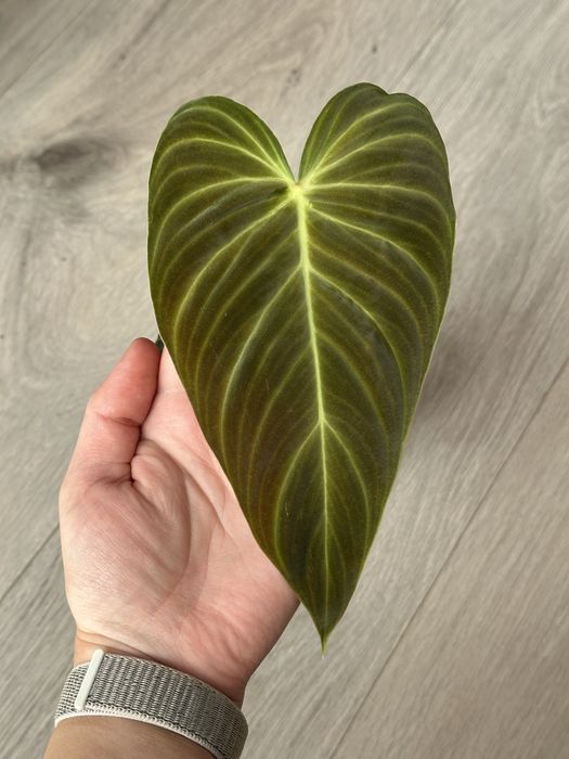 Philodendron Splendid / Філодендрон Сплендід