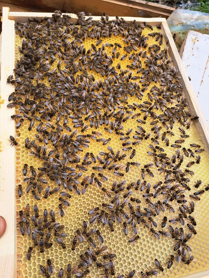 Pakiety pszczele
