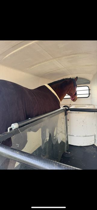 Transport koni - zwierząt 24 h /7 .