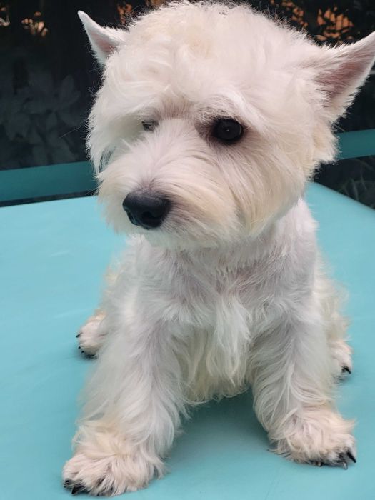 Якщо ви мрієте о цуценяті Вест Хайленд Уайт Тер'єрі