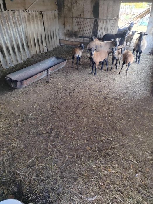 Kameruńskie owieczki i baranki