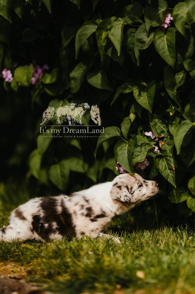 Border collie linie pracujące