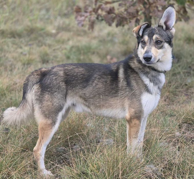 FRED - rok po adopcji Pan oddał mnie jak zbędną rzecz...