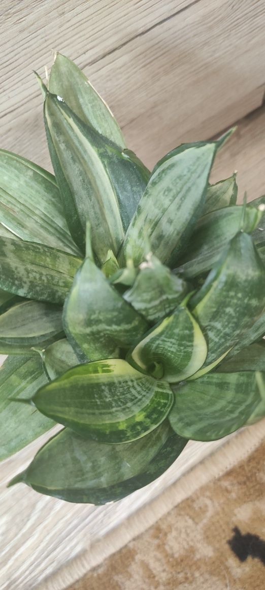Sansevieria hahnii silver frost