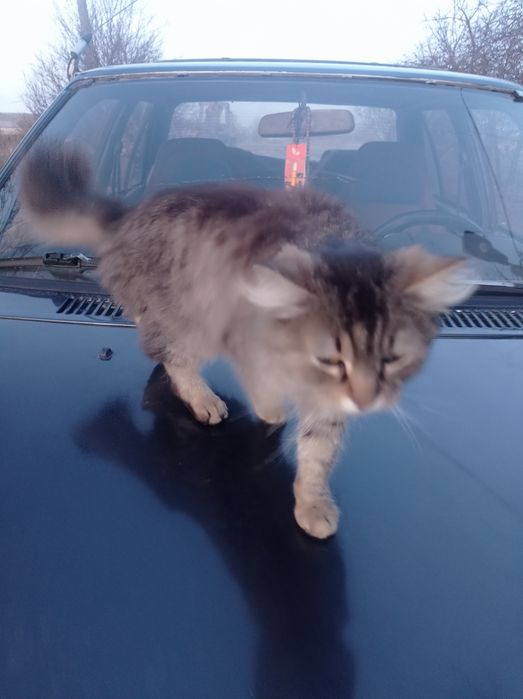 Красивая стерилизованная кошка, ищет семью